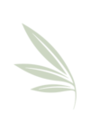 Ocala Preserve Leaf
